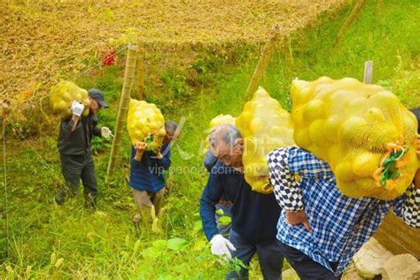 安徽岳西：瓜蒌采收 农民增收-人民图片网