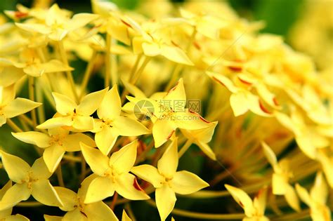 黄黄色花朵灌木植物学荆棘花园宏观美丽种子园艺植物晴天高清图片下载-正版图片320403283-摄图网