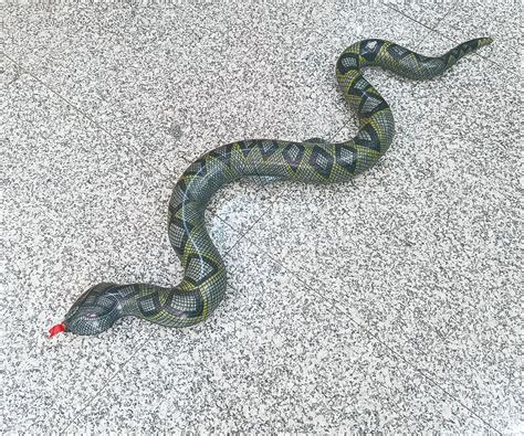 台湾省两爬类宠物博主介绍蛇类宠物 - 蟒蛇科普