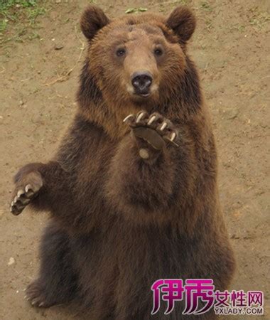 “熊出没”！广东南岭首次记录到野生黑熊一家三口同框_凤凰网视频_凤凰网