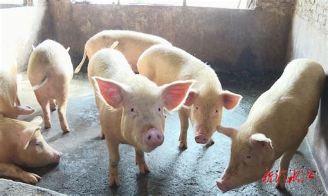 养殖场变直播间 “云养猪”助力农户增收