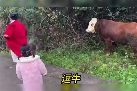 女子穿红色大衣斗牛，开心的不得了，网友：真怕牛突然发疯攻击。