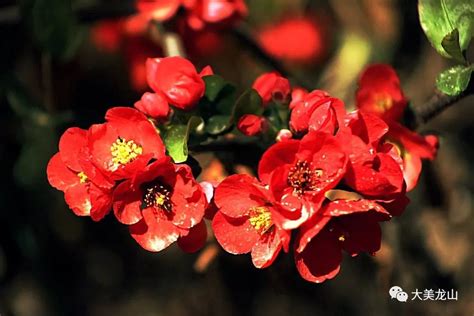 什么是秋海棠花语？有哪些常见的品种 - 运富春