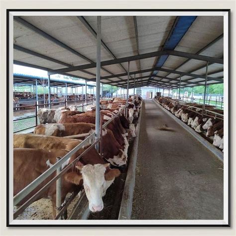 放养和圈养牛，哪个方式对养殖户的利益最大？