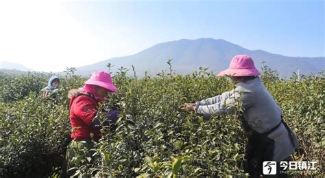 惠东茶产业3万多亩年产值3.6亿元凤凰网广东_凤凰网