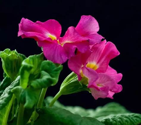报春花如何种植？报春花的种植方法和注意事项-绿宝园林网