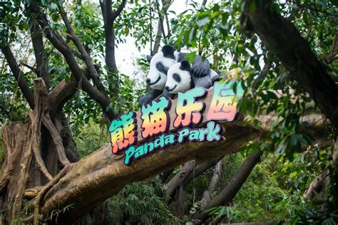 广州动物园熊猫-星一图片浏览-广州动物园熊猫-星一图片下载 - 酷吧图库