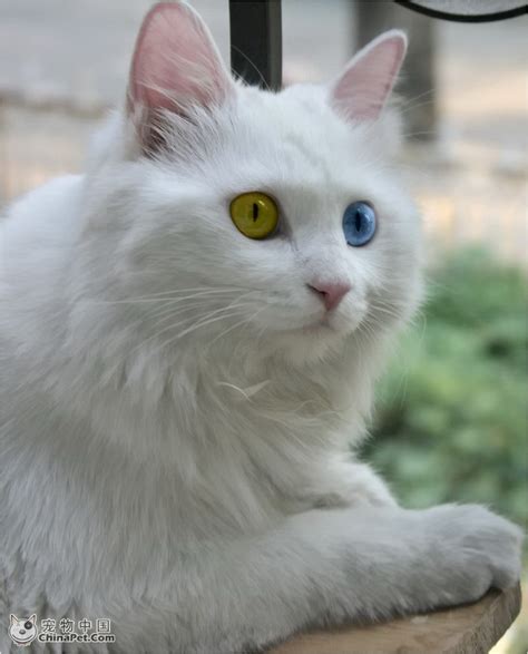 山东临清狮子猫图片
