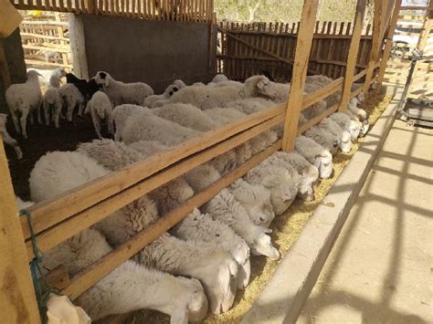 新疆墨玉：养殖多胎羊 致富新门路