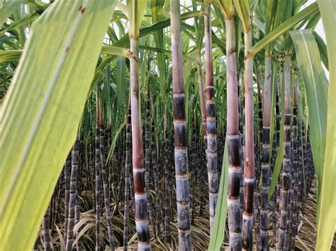 甘蔗种植园高清摄影大图-千库网