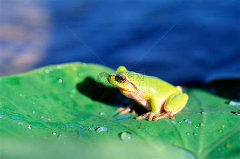 叶子上的青蛙高清图片下载-正版图片501465367-摄图网