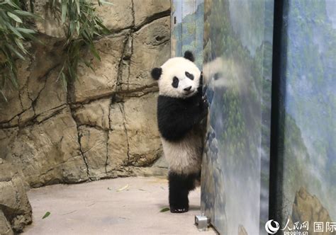 旅美熊猫幼崽“小奇迹”首次公开亮相-中国侨网