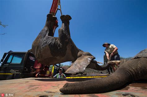 泰国野生大象嫌皮卡不礼让 马路上暴怒掀翻车后离开|大象|皮卡|司机_新浪新闻