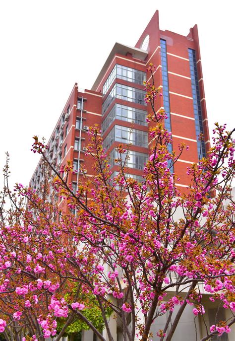 春暖花开，体验中文魅力广西师范大学汉语桥线上体验营开营