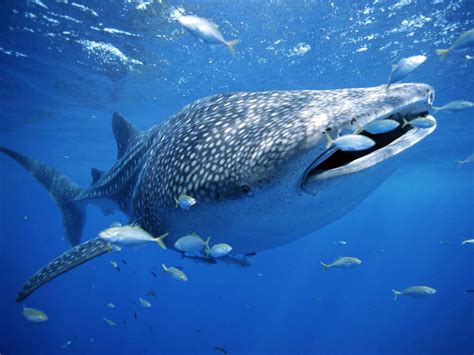 有动物竟生活在鲸鲨嘴里！长约5厘米， 它们跟鲸鲨抢食物|鲸鲨_新浪新闻