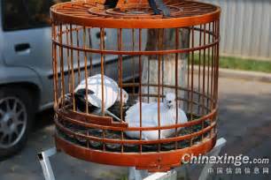 周末逛鸽市：去看北京主流观赏鸽(图)-中国信鸽信息网