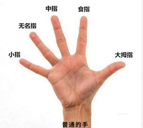 手指的名称（一只手的部位名称图片） – 碳资讯
