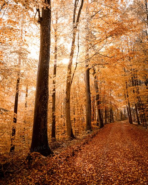 秋天大自然风景图片图片