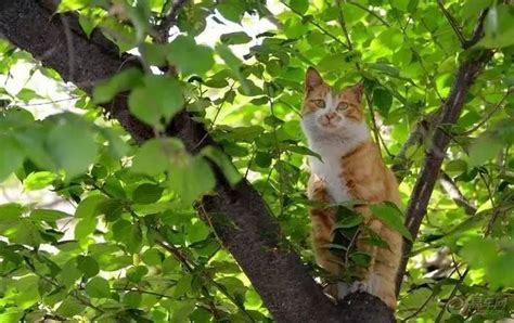 一棵树一只猫的图片,一只猫一棵树看图写话,猫美树木_大山谷图库