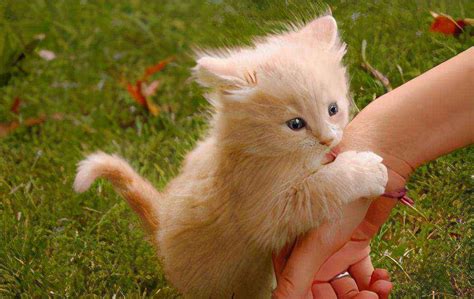 猫咪舔你的手代表什么（猫主动舔你的手指是怎么回事）-大盘站 - 大盘站