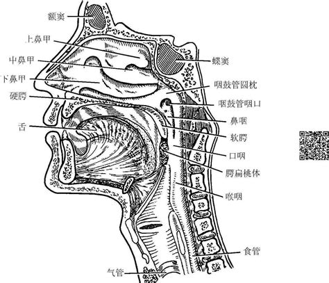 一、咽的位置与形态-基础医学-医学