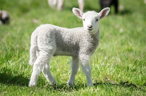羊品种大全及图片及名称介绍，全国167个羊品种类 - 思埠
