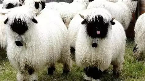 圈养的羊羊高清图片下载_红动中国