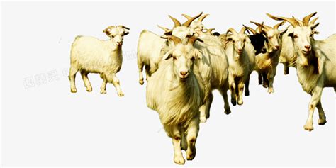 羊群中必定有一只领头羊，它是怎么来的？是天生还是人工培养的？|牧羊人|羊群|牧羊犬_新浪新闻