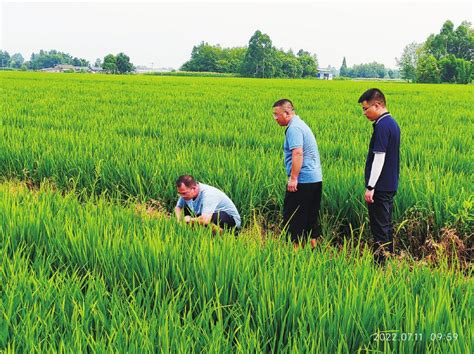 持续高温，对四川水稻制种有没有影响？ 第01版:要闻 20220712期 四川农村日报