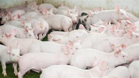 低产母猪淘汰率超30%？猪价上涨超预期，产能去不尽，后备吹又生_凤凰网视频_凤凰网
