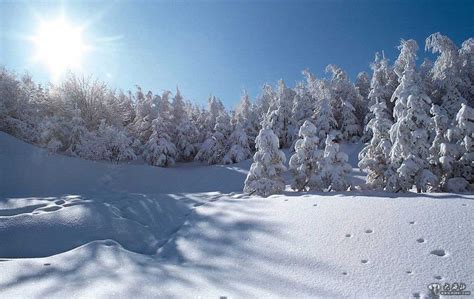 冬林径路图片_冬雪覆盖云杉林和人行道素材_高清图片_摄影照片_寻图免费打包下载