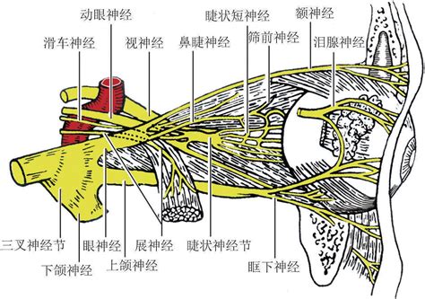 六、展神经-基础医学-医学