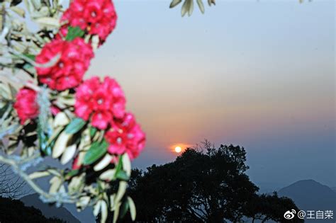 云南永德大雪山国家自然保护区万亩杜鹃花开迎客来 - 资源管护 - 自然保护区网络