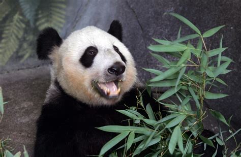 官方：旅美大熊猫美香、添添、小奇迹身体健康状况总体良好_四川在线