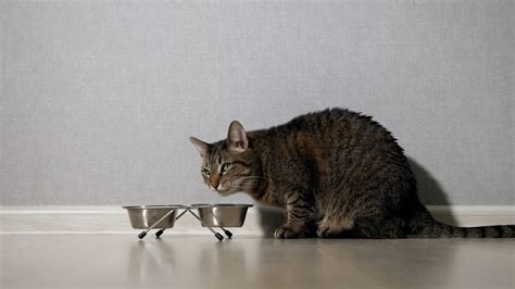 猫除了吃猫粮还吃什么-百度经验