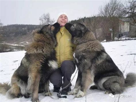 高加索犬 世界三大绝不咬人的狗_宠物百科 - 养宠客
