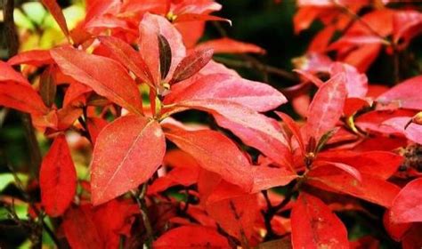 红叶石楠，一年四季，一个季节变一个颜色！|红叶石楠|季节|树种_新浪新闻