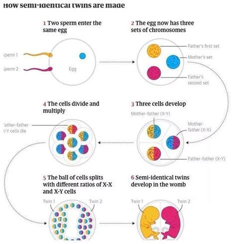 胎芽大小与孕周对照表，孕妈们可以对比一下是否正常|胎儿|胎囊|受精卵_新浪新闻