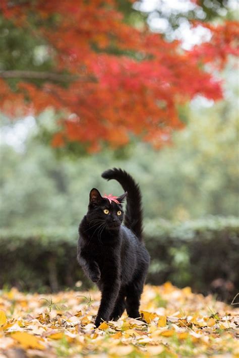 一组威武霸气的黑猫图片_动物图片_PS家园网