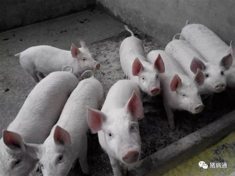 猪丹毒病的特效药-猪丹毒的症状图片-急性猪丹毒怎么治疗效果好 - 畜小牧养殖网