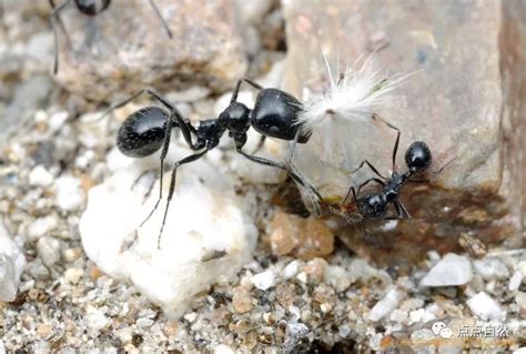 外表非常强壮的蚂蚁 强壮收获蚁（深受喜爱的一种蚂蚁）_探秘志