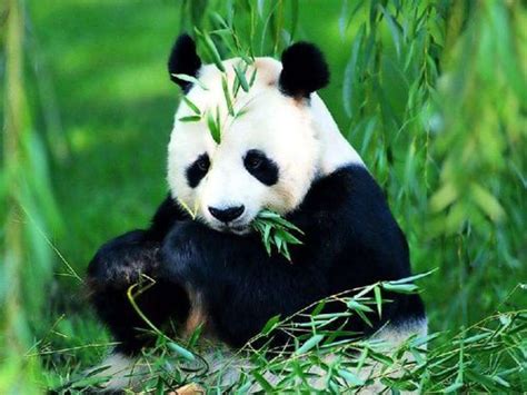 为什么大熊猫是国宝？