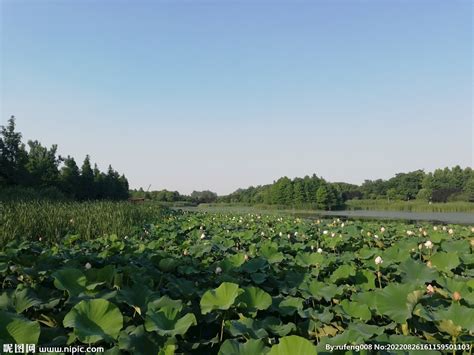 荷塘,湖泊池塘,自然风景,摄影素材,汇图网www.huitu.com