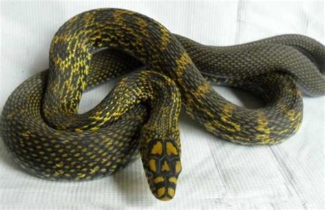 湖南最大的蛇,湖南蛇的种类_大山谷图库