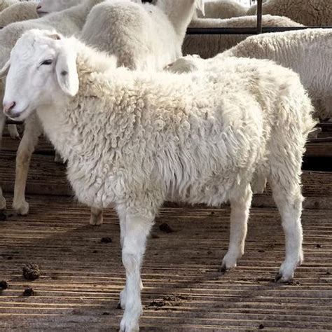 陕西活羊批发交易市场现在活羊价格