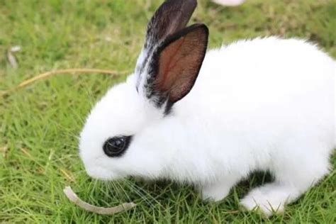 兔子品种名贵排名第几（十大兔子品种名贵排名 最名贵的兔子排行榜） | 说明书网