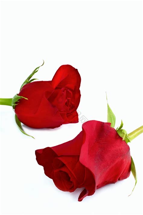 【红玫瑰】图片_红玫瑰素材下载第2页-包图网