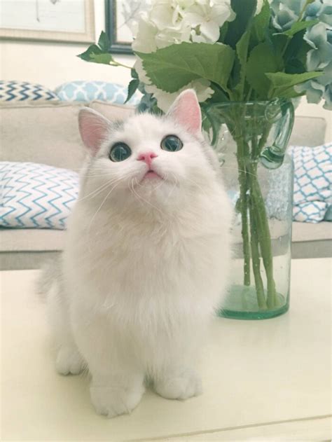 keith猫图片