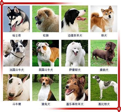 狗品种图片