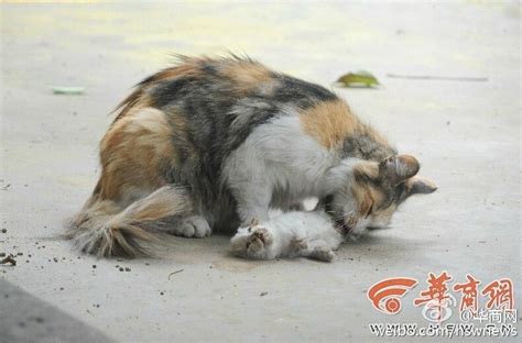 两只流浪猫崽遭斩首 猫妈妈舔尸体哀鸣(图)_青新闻__中国青年网